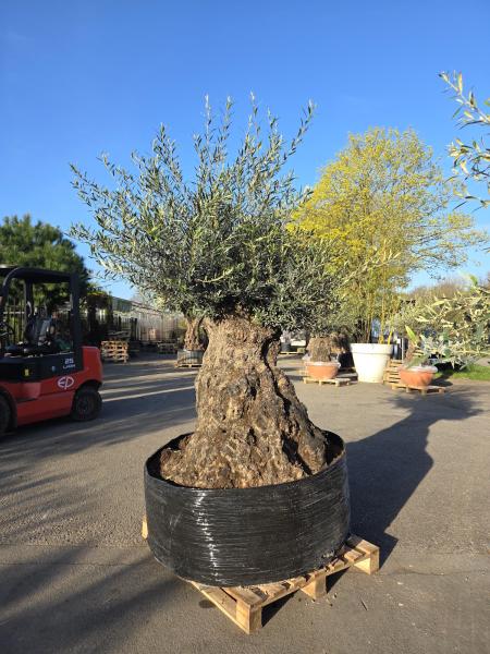 Olivenbaum Hojiblanca  250 cm -  ( 200 - 250 Jährig) mit super dickem knorrigem Stamm Nr.90